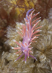 Flabellina pedata. Trefor pier. D200, 2x converter,wet di... by Derek Haslam 